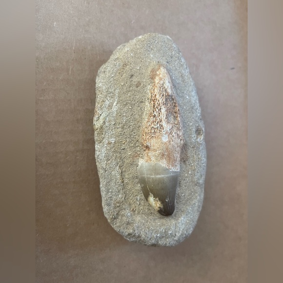 Mosasaurus fossil tooth - Picture 7 of 8